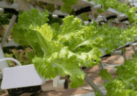 Geeignet für deinen Indoor Gemüseanbau